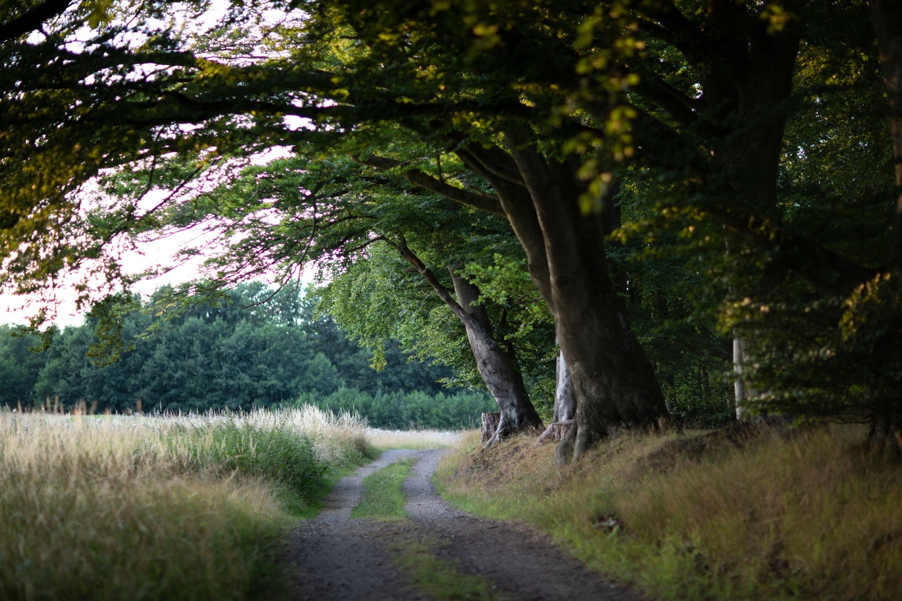 A quiet path beneath green trees at the edge of a meadow